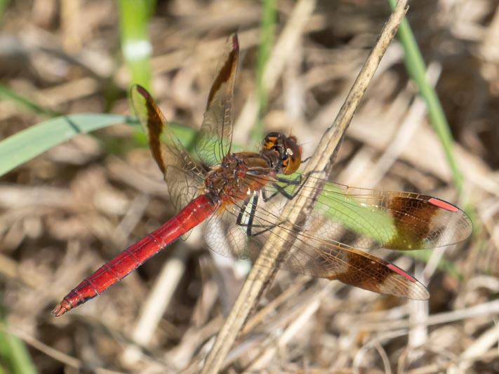 Sympetrum pedemontanum male-2.jpg